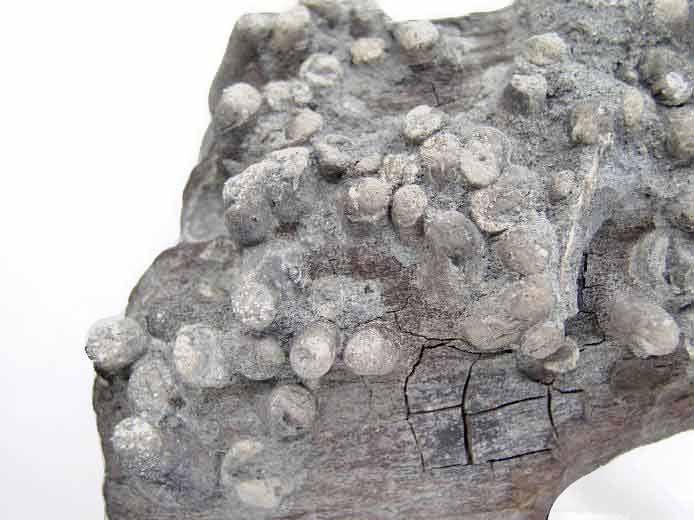 ichnofossile: biorosion de bois fossile du jurassique Boulonnais